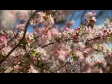 Spring Blossom 1 507